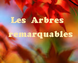 http://arbres-remarquables.forumchti.com/vos-sujets-proposes-f4/