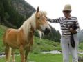 Halfinger, cheval montagnard tyrolien